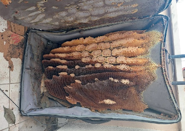 Hem arılarına hem 60 kilo bala kavuştu! Her yerde aradığı arılar bakın nereden çıktı