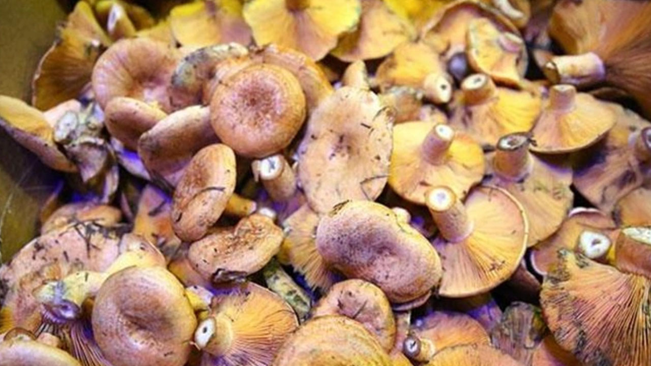 Foto - Hem bir günde 25 bin TL kazandırıyor hem de damarları tertemiz yapıyor, ilgi artıyor! Faydası 'pes' dedirtti