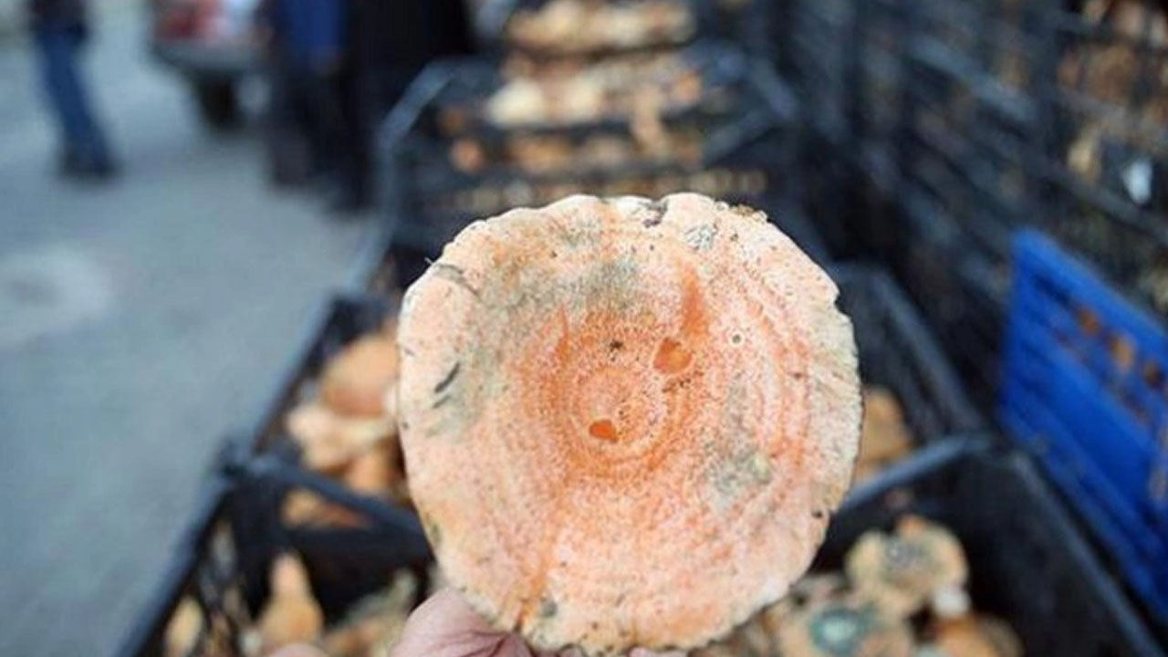 Foto - Hem bir günde 25 bin TL kazandırıyor hem de damarları tertemiz yapıyor, ilgi artıyor! Faydası 'pes' dedirtti