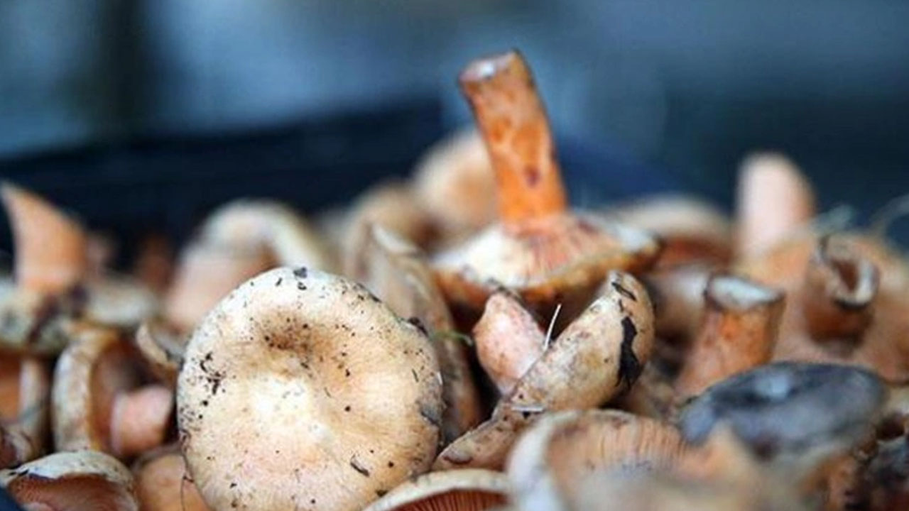  Hem bir günde 25 bin TL kazandırıyor hem de damarları tertemiz yapıyor, ilgi artıyor! Faydası 'pes' dedirtti