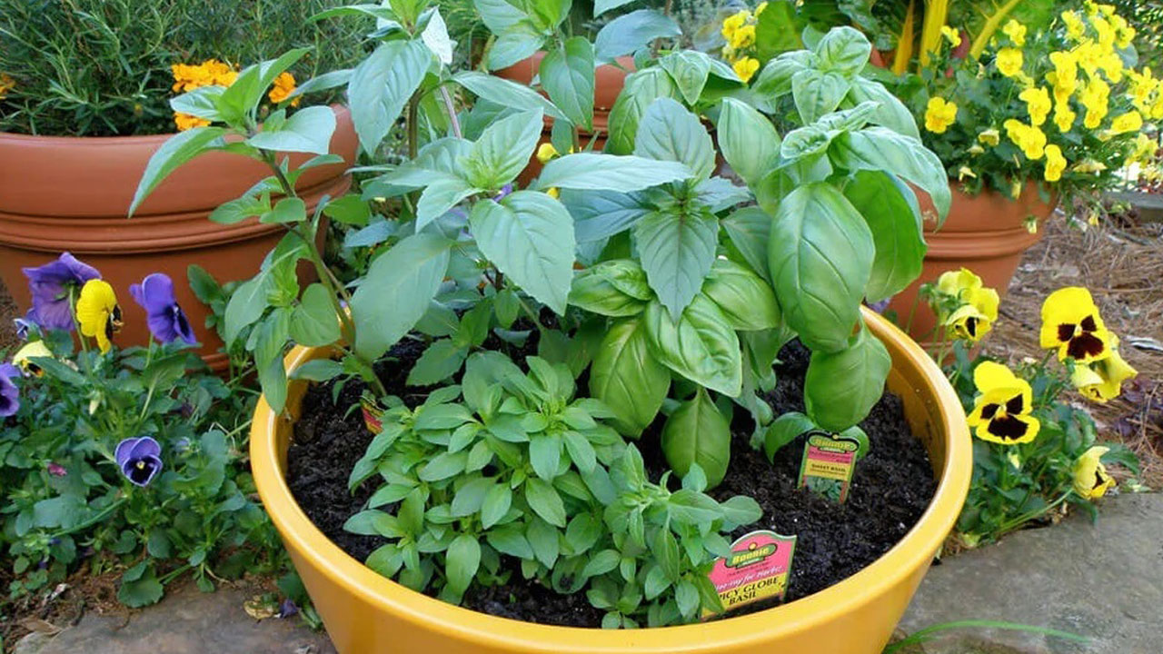 Foto - Hem cildi parlatıyor hem stresi azaltıyor! Bu bitkiyi mutfağınıza alın hayatınız değişsin