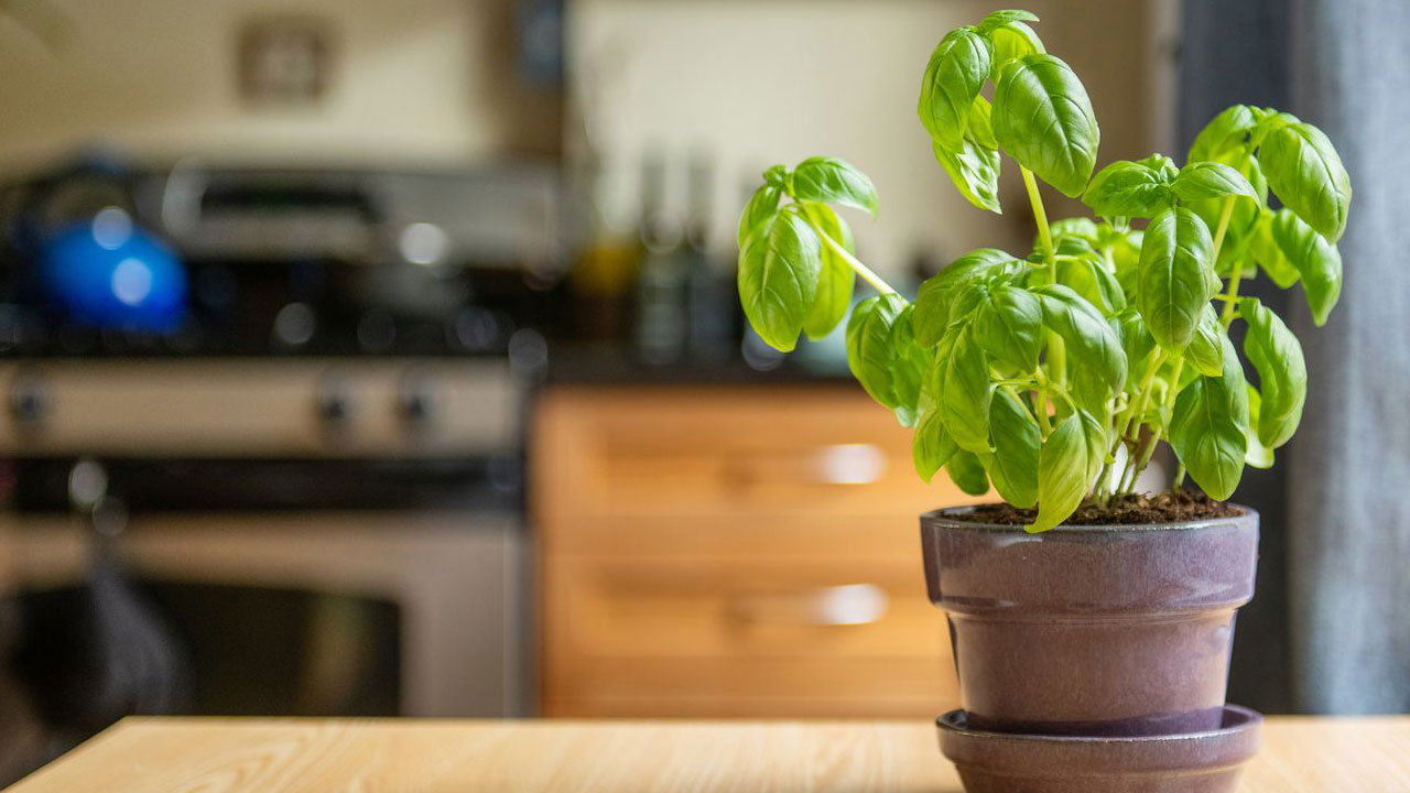 Foto - Hem cildi parlatıyor hem stresi azaltıyor! Bu bitkiyi mutfağınıza alın hayatınız değişsin