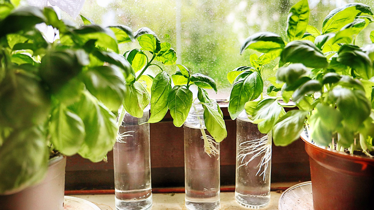 Foto - Hem cildi parlatıyor hem stresi azaltıyor! Bu bitkiyi mutfağınıza alın hayatınız değişsin