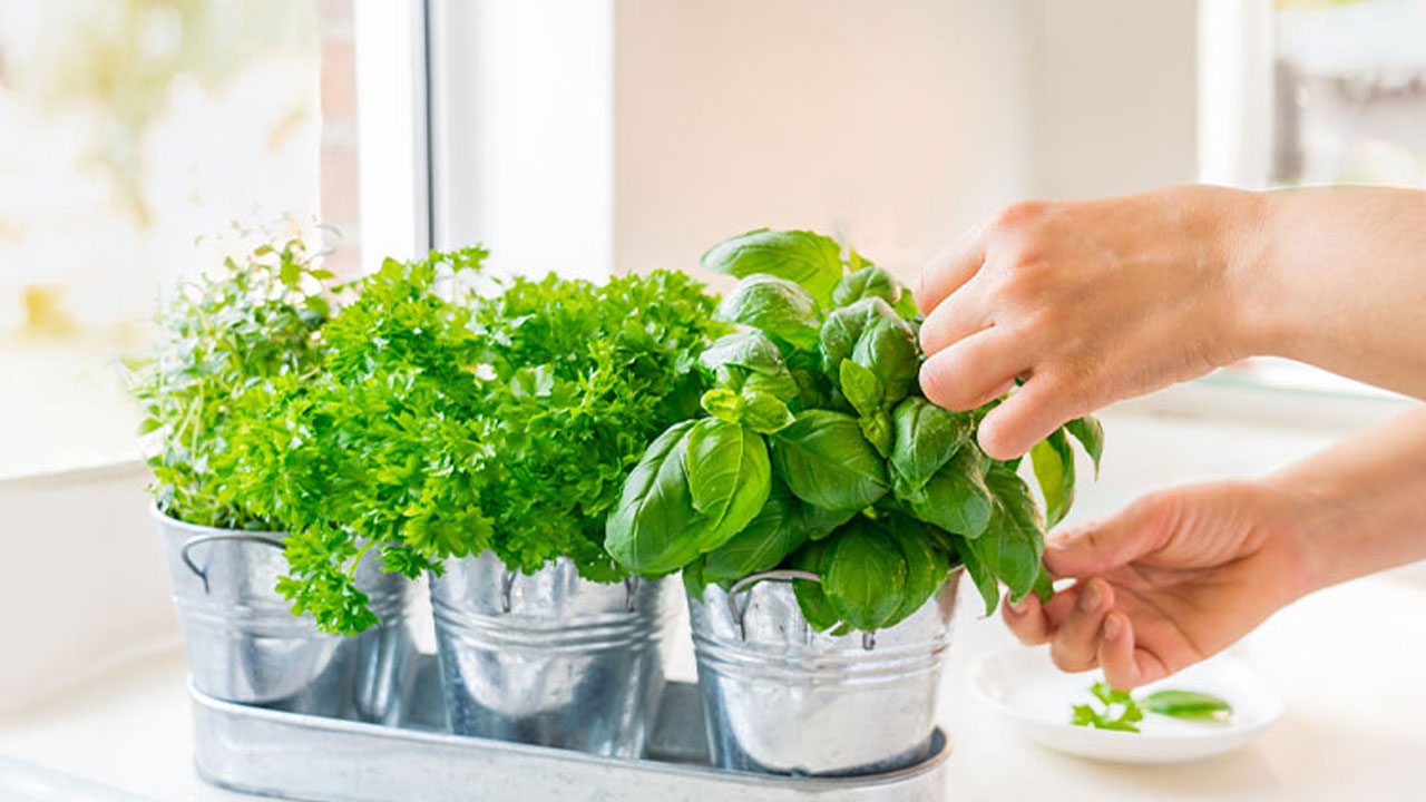 Foto - Hem cildi parlatıyor hem stresi azaltıyor! Bu bitkiyi mutfağınıza alın hayatınız değişsin