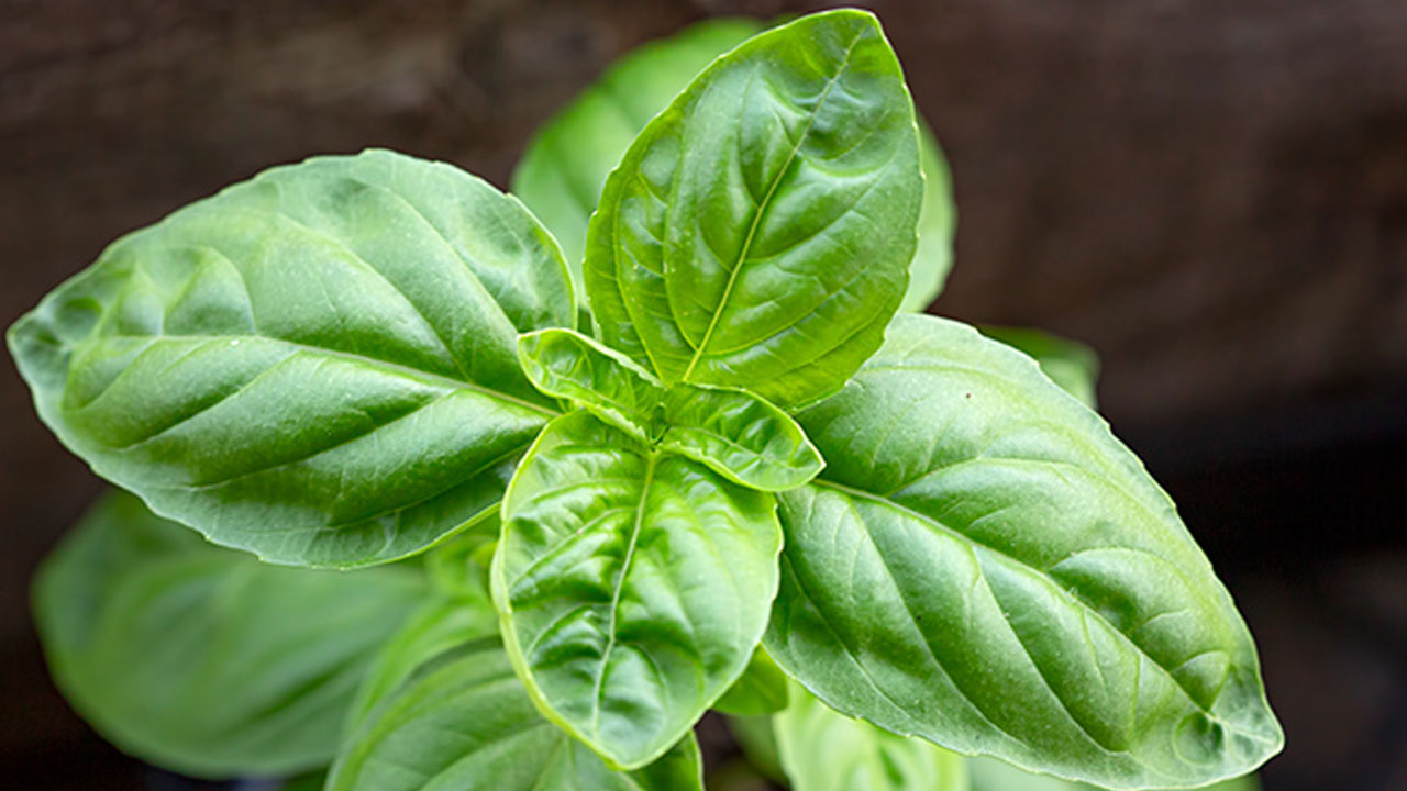 Foto - Hem cildi parlatıyor hem stresi azaltıyor! Bu bitkiyi mutfağınıza alın hayatınız değişsin