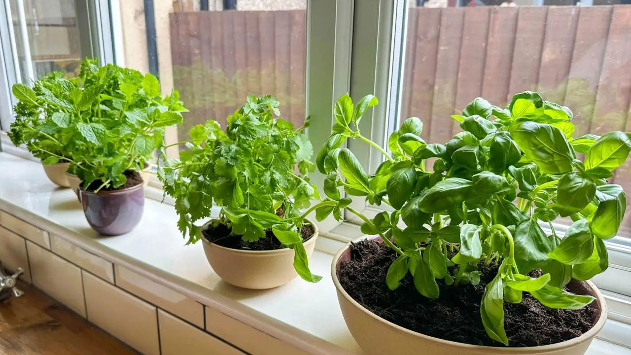 Hem cildi parlatıyor hem stresi azaltıyor! Bu bitkiyi mutfağınıza alın hayatınız değişsin