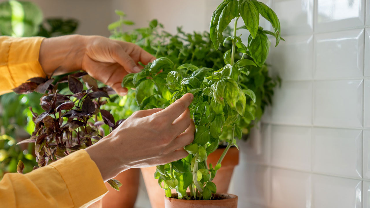 Foto - Hem cildi parlatıyor hem stresi azaltıyor! Bu bitkiyi mutfağınıza alın hayatınız değişsin