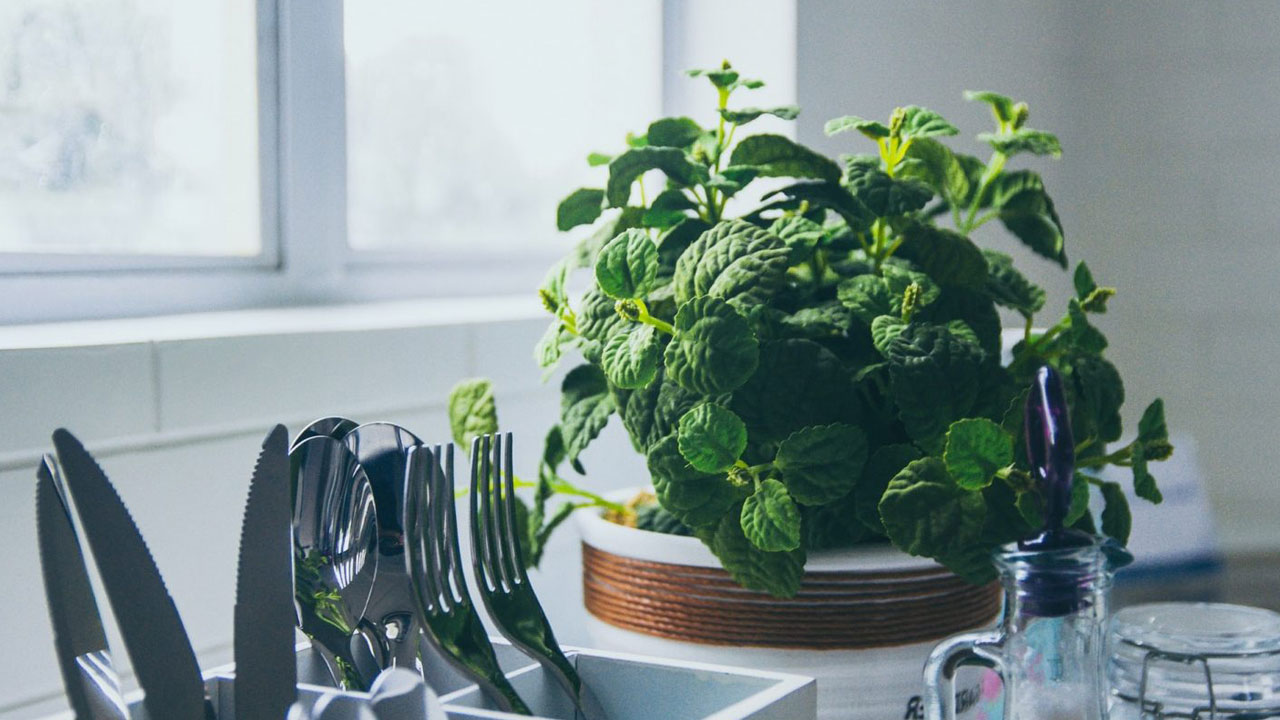 Foto - Hem cildi parlatıyor hem stresi azaltıyor! Bu bitkiyi mutfağınıza alın hayatınız değişsin