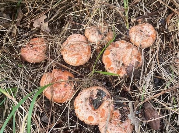 Hem leziz hem faydalı! Mevsimi geldi kilosu 150 TL