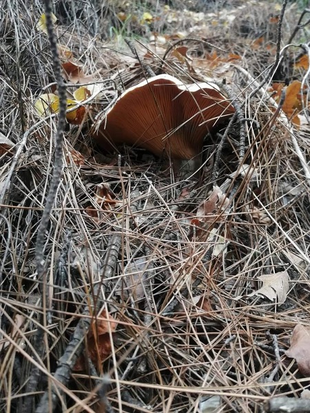 Foto - Hem leziz hem faydalı! Mevsimi geldi kilosu 150 TL