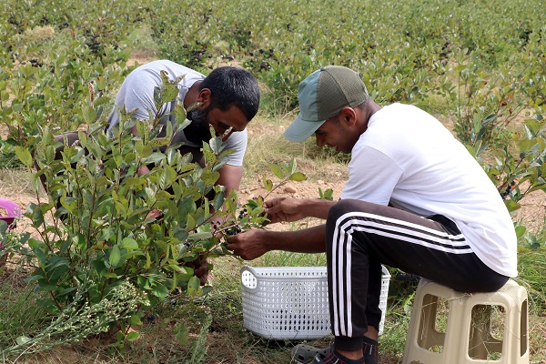 Foto - Hem leziz hem sağlıklı! Herkes bu meyveyi konuşuyor