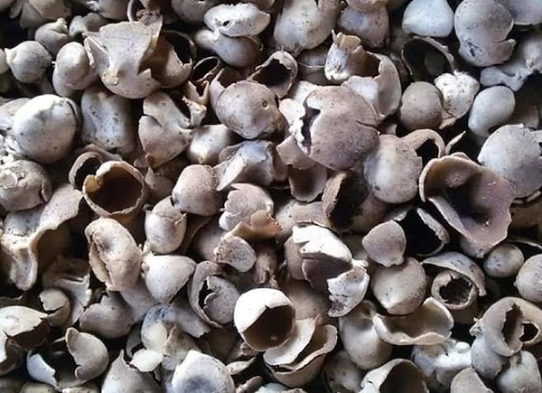 Hem lezzetli hem şifa kaynağı! Ormandan toplanıyor kilosu 100 lira