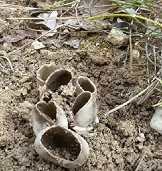 Foto - Hem lezzetli hem şifa kaynağı! Ormandan toplanıyor kilosu 100 lira