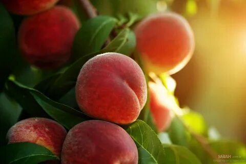 Foto - Hem sakinleştirici hem de kanı tertemiz yapıyor! Diyetisyen bu meyve için neler söyledi neler…