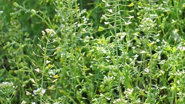 Foto - Hemoroidden kurtaran bitki! 7 gün boyunca uygulanıyor