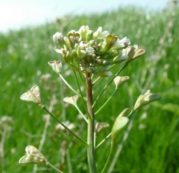 Foto - Hemoroidden kurtaran bitki! 7 gün boyunca uygulanıyor