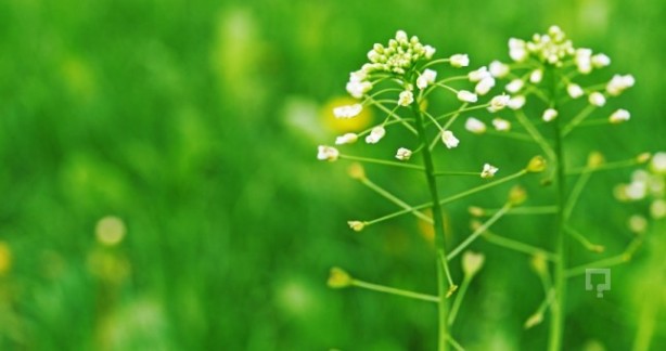 Foto - Hemoroidden kurtaran bitki! 7 gün boyunca uygulanıyor