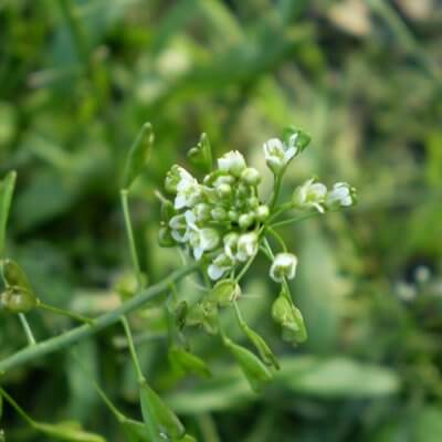 Foto - Hemoroidden kurtaran bitki! 7 gün boyunca uygulanıyor