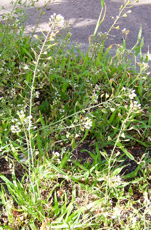 Foto - Hemoroidden kurtaran bitki! 7 gün boyunca uygulanıyor