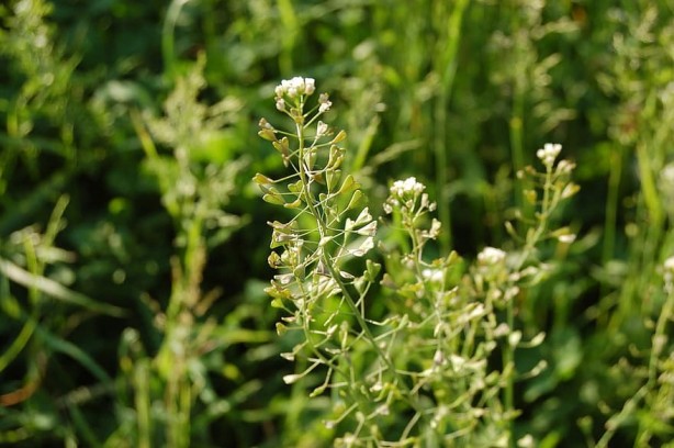 Foto - Hemoroidden kurtaran bitki! 7 gün boyunca uygulanıyor