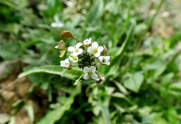 Hemoroidden kurtaran bitki! 7 gün boyunca uygulanıyor