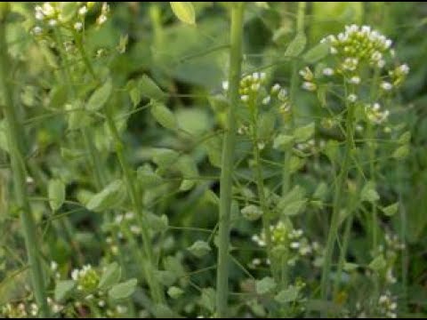 Foto - Hemoroidden kurtaran bitki! 7 gün boyunca uygulanıyor