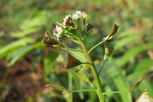 Foto - Hemoroidden kurtaran bitki! 7 gün boyunca uygulanıyor