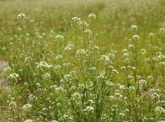 Foto - Hemoroidden kurtaran bitki! 7 gün boyunca uygulanıyor