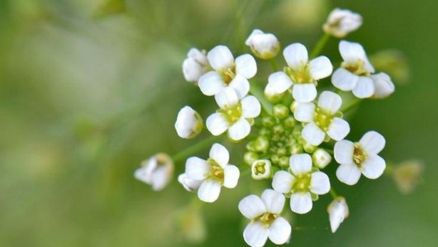 Foto - Hemoroidden kurtaran bitki! 7 gün boyunca uygulanıyor