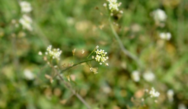 Foto - Hemoroidden kurtaran bitki! 7 gün boyunca uygulanıyor