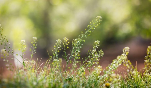 Foto - Hemoroidden kurtaran bitki! 7 gün boyunca uygulanıyor