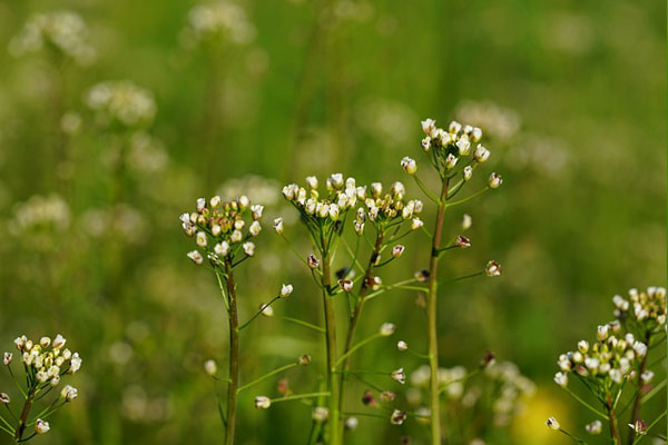 Foto - Hemoroidden kurtaran bitki! 7 gün boyunca uygulanıyor