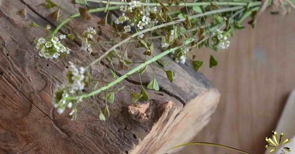 Foto - Hemoroidden kurtaran bitki! 7 gün boyunca uygulanıyor