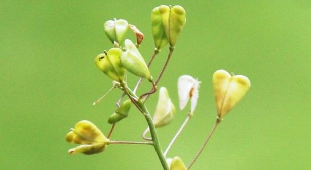 Foto - Hemoroidden kurtaran bitki! 7 gün boyunca uygulanıyor