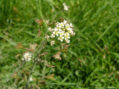 Foto - Hemoroidden kurtaran bitki! 7 gün boyunca uygulanıyor