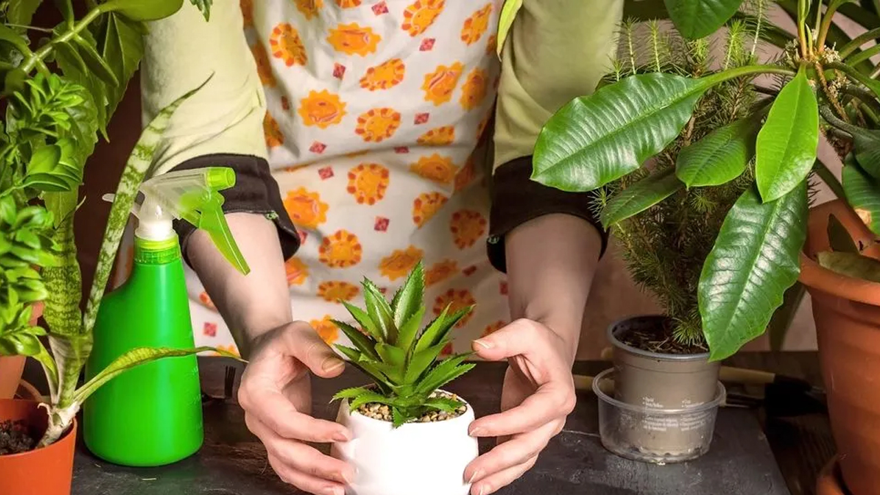 Foto - Hepimiz çöpe atıyorduk ama…! Bakın yumurta kabukları aslında ne işe yarıyor