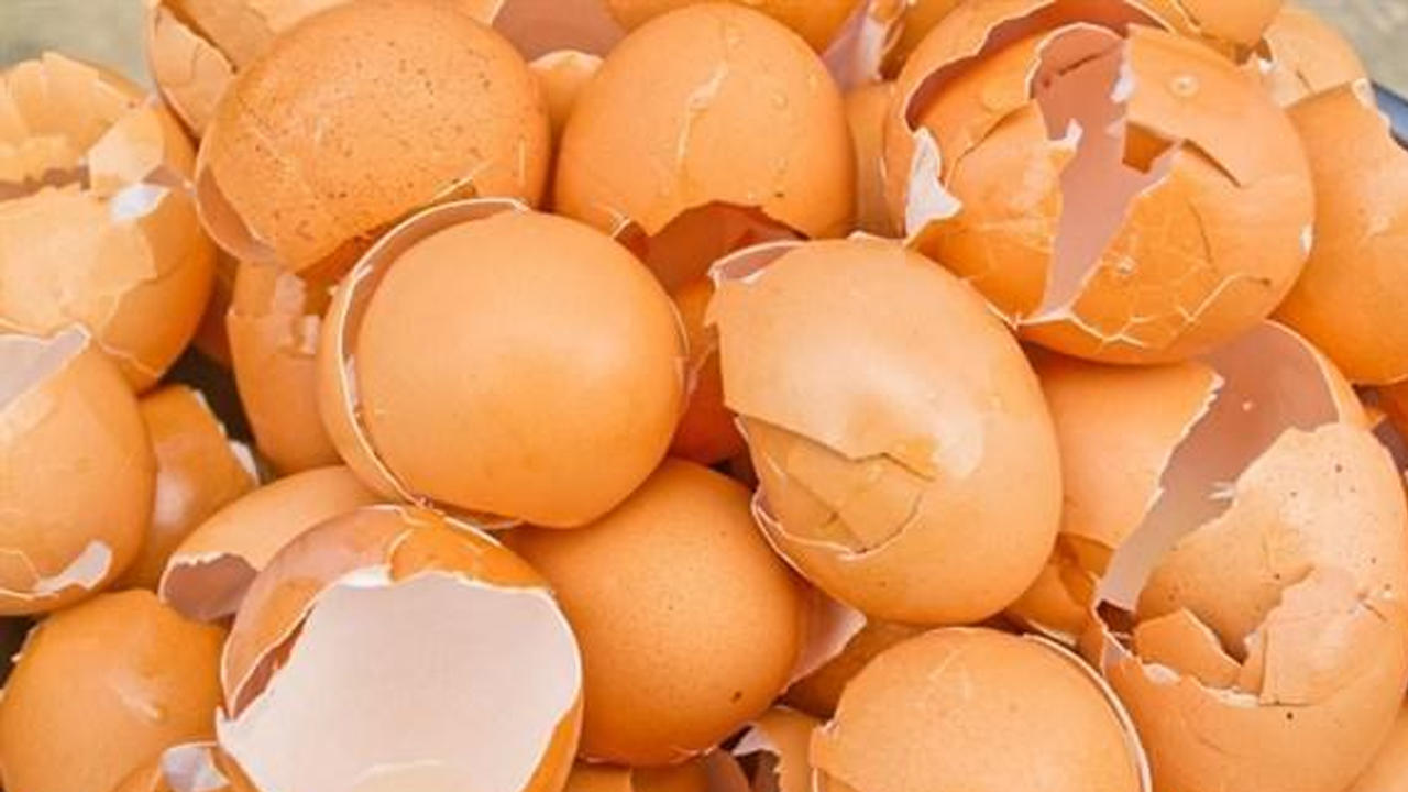 Hepimiz çöpe atıyorduk ama…! Bakın yumurta kabukları aslında ne işe yarıyor