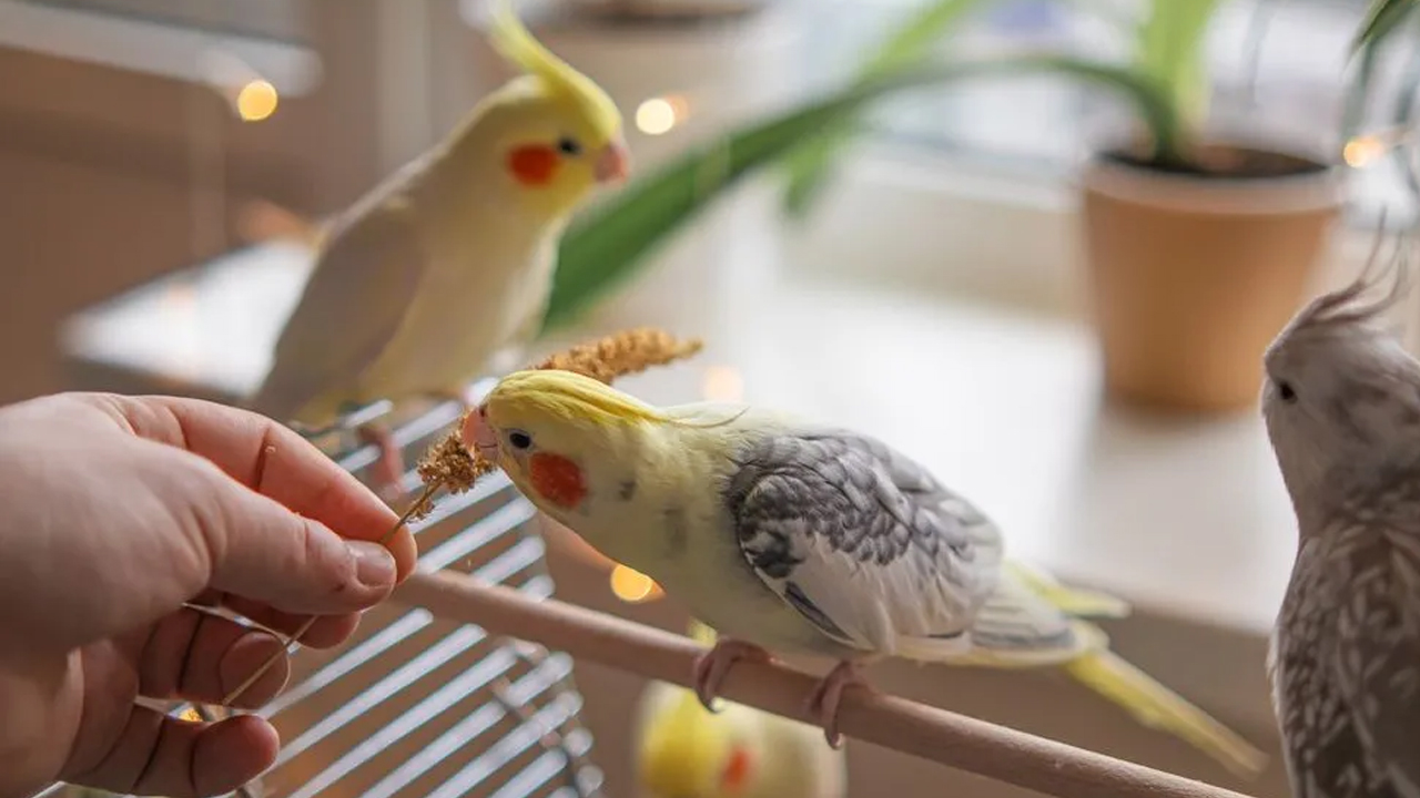Foto - Hepimiz çöpe atıyorduk ama…! Bakın yumurta kabukları aslında ne işe yarıyor