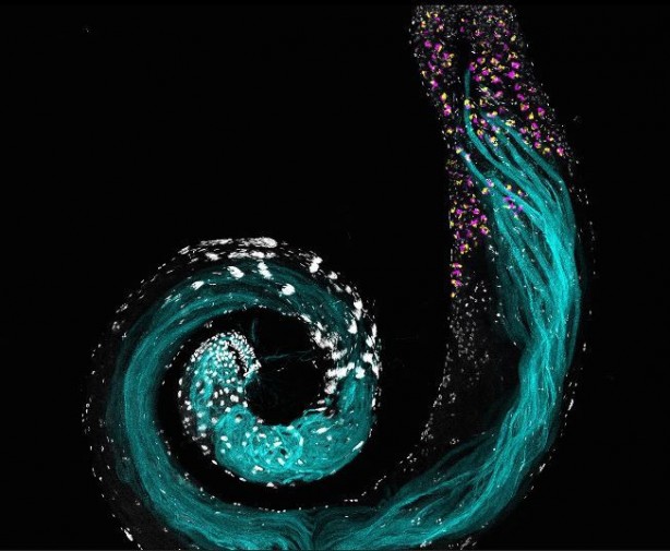 Foto - Hepsi birbirinden çarpıcı! Yılın en etkili bilim fotoğrafları belirlendi