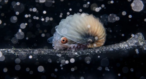 Foto - Hepsi birbirinden çarpıcı! Yılın en etkili bilim fotoğrafları belirlendi