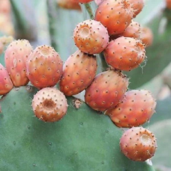 Foto - Hepsi birbirinden ilginç! Adını duymadığımız lezzetli ve tropik meyveler