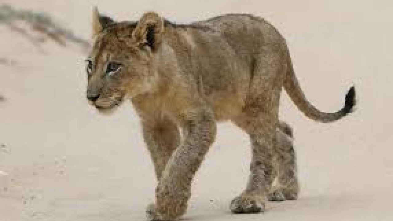 Foto - Hepsi birbirinden ilginç! Temmuz ayının en tuhaf ve sıra dışı olayları