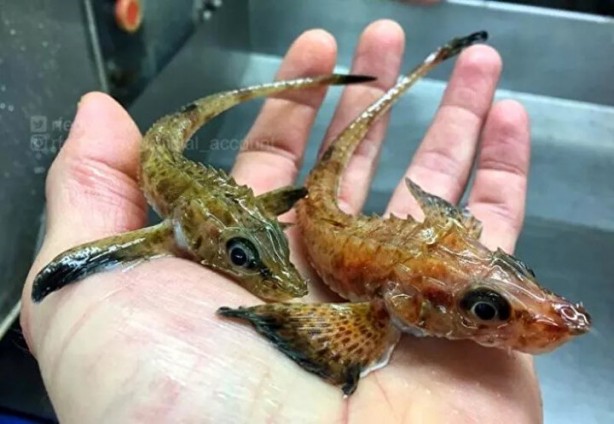 Hepsi birbirinden ürkütücü! Balıkçının ağına neler takılmış neler