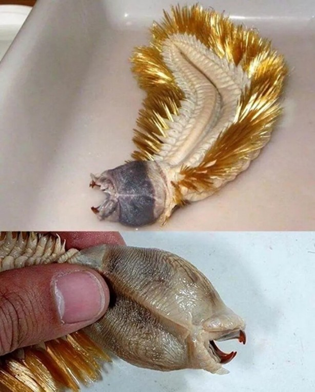 Foto - Hepsi birbirinden ürkütücü! Balıkçının ağına neler takılmış neler