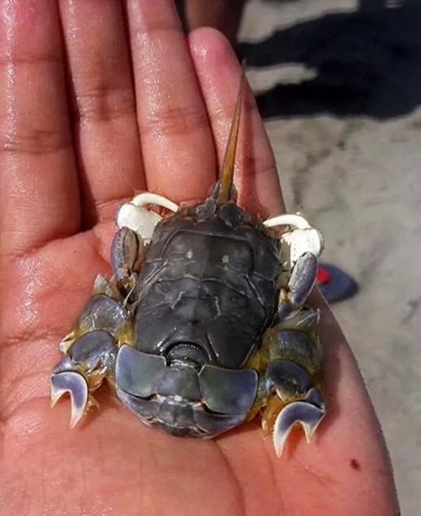 Foto - Hepsi birbirinden ürkütücü! Balıkçının ağına neler takılmış neler