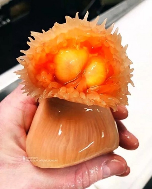 Foto - Hepsi birbirinden ürkütücü! Balıkçının ağına neler takılmış neler