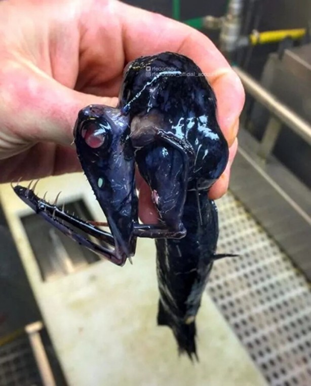 Foto - Hepsi birbirinden ürkütücü! Balıkçının ağına neler takılmış neler