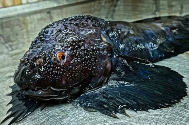 Foto - Hepsi birbirinden ürkütücü! Balıkçının ağına neler takılmış neler