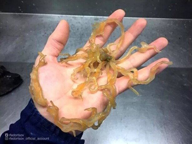 Foto - Hepsi birbirinden ürkütücü! Balıkçının ağına neler takılmış neler