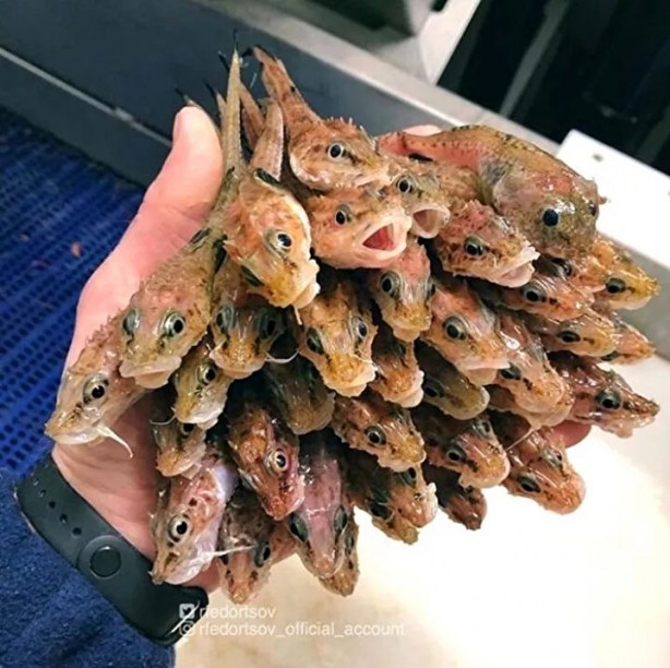 Foto - Hepsi birbirinden ürkütücü! Balıkçının ağına neler takılmış neler